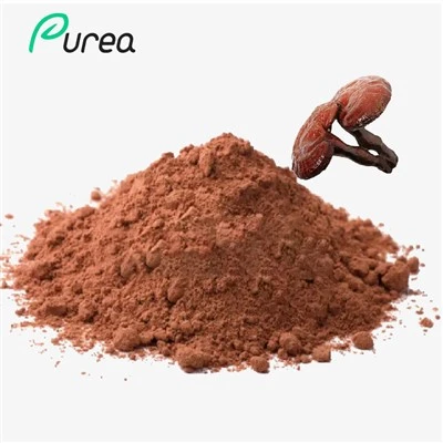 La migliore polvere di estratto di fungo Reishi